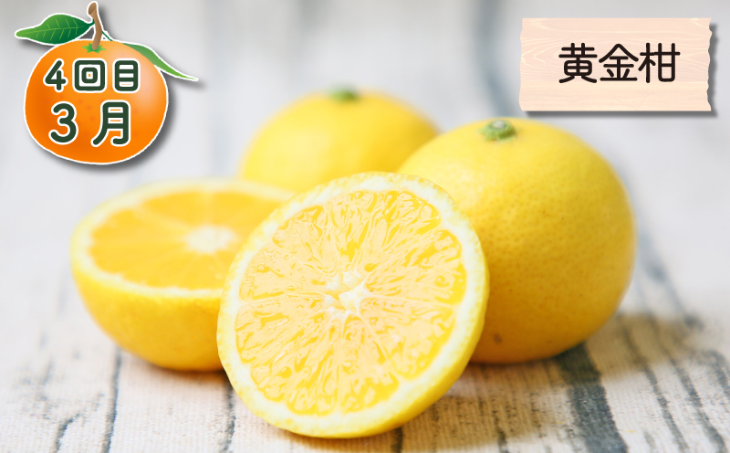 旬の柑橘 定期便 全4回 愛果28号 ポンカン おまかせ詰合せ 黄金柑 フレッシュつちやま  果物 フルーツ 柑橘 みかん 農家直送 産地直送 数量限定 国産 愛媛 宇和島 B048-096021