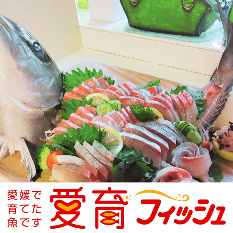 真鯛 1尾 宇和海産 神経締め こもこもShop 神経〆 まるごと 海の鯛陽 鯛 マダイ タイ 養殖 刺身 お刺身 お刺し身 刺し身 人気 鯛めし 鯛茶漬け 鯛しゃぶ 塩焼き 煮付け アレンジ 新鮮 冷蔵 国産 愛媛 宇和島 D013-186001
