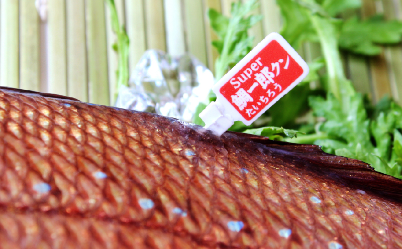 真鯛 1尾 鯛一郎クン 神経締め 株式会社タイチ 神経〆 まるごと 鯛 タイ たい tai マダイ まだい 養殖 お祝い 刺身 お刺身 お刺し身 鯛めし 鯛茶漬け 鯛しゃぶ 塩焼き 煮付け 焼き物 アレンジ 冷蔵 新鮮 産地直送 愛媛県産 国産 愛媛 宇和島 D020-195001