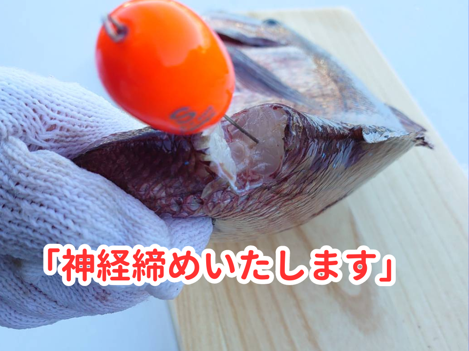 真鯛 4尾 宇和海産 神経締め こもこもShop 神経〆 まるごと 海の鯛陽 鯛 マダイ タイ 養殖 刺身 お刺身 お刺し身 刺し身 人気 鯛めし 鯛茶漬け 鯛しゃぶ 塩焼き 煮付け アレンジ 新鮮 冷蔵 国産 愛媛 宇和島 D046-186006