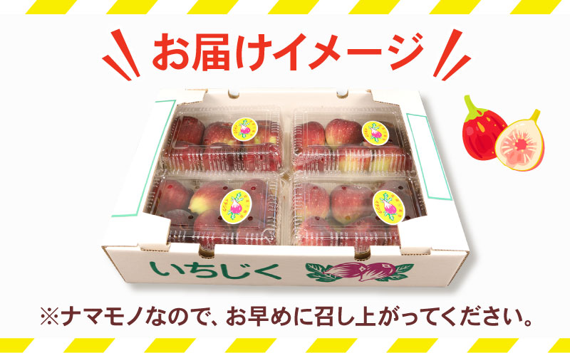 訳あり いちじく 1 ～ 1.2kg 南予ファーム 訳有り イチジク わけあり 無花果 果物 くだもの フルーツ 果実 プチプチ 食感 甘い お菓子 スイーツ 作り ジャム スムージー デザート おすすめ 美容 健康 食物繊維 冷蔵 国産 愛媛 宇和島 F010-082009