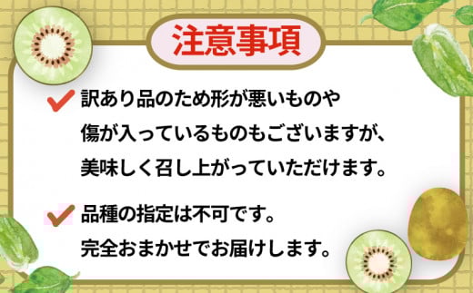 レッドキウイ 2kg 訳あり マル南フルーツ 先行予約 数量限定 キウイ キウイフルーツ 紅妃 レインボーレッド 産地直送 高級 希少 果物 フルーツ 国産 愛媛 宇和島 F010-106029