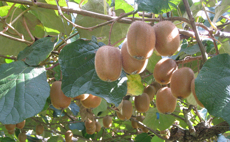 訳あり キウイ フルーツ 4kg  杉本屋 わけあり グリーンキウイ ヘイワード キウイフルーツ デザート スイーツ 先行予約 果物 くだもの サイズ 不揃い 訳アリ 訳あり品 訳有り 朝食 愛媛県産 愛媛県産キウイ キウィ キウィフルーツ 産地直送 数量限定 国産 愛媛 宇和島 F010-143002