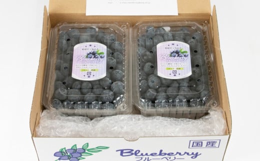ブルーベリー 大粒 1kg マスタニ農園 ハウス栽培 生ブルーベリー 美味しい 500g×2パック 小分け パック 生  ベリー 果物 フルーツ デザート スイーツ ポリフェノール  抗酸化作用果物 冷蔵 農家直送 産地直送 数量限定 国産 愛媛 宇和島 F020-136002