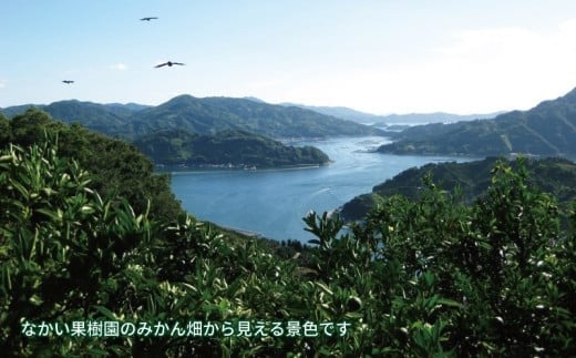 温州 みかん ジュース 720ml×2本 農薬 化学肥料 除草剤 不使用 なかい果樹園 果物 くだもの フルーツ ジュース 飲料 スイーツ 柑橘 温州みかん 蜜柑 mikan 愛媛ミカン 愛媛蜜柑 数量限定 産地直送 農家直送 国産 愛媛 宇和島 H010-144004