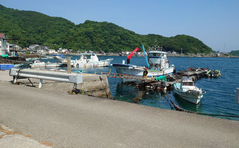 手 釣り 体験 チケット 養殖生け簀周辺で 手釣り 体験 2時間 コース こもこもShop 養殖場 船 魚 1尾 持ち帰り 体験 つり アクティビティ アウトドア フィッシング 観光 旅行 魚 海鮮 魚介 愛媛 宇和島 L040-186003