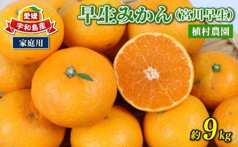 愛媛みかん 早生みかん 宮川早生 9kg 家庭用 植村農園 先行予約 温州蜜柑 温州みかん mikan 愛媛ミカン 愛媛蜜柑 愛媛みかん 温州 早生温州 早生 蜜柑 果物 くだもの フルーツ 柑橘 農家直送 産地直送 数量限定 国産 愛媛 愛媛産 宇和島 B010-153003