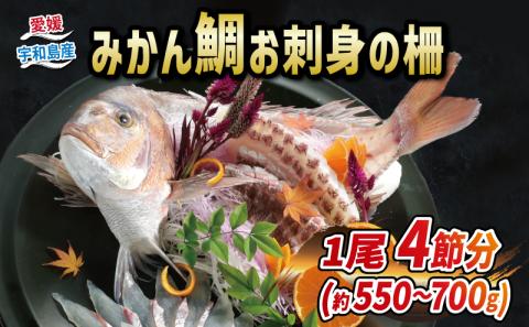 【お刺身におすすめ】 みかん 鯛 550 〜 700g 1尾 4節 宇和島プロジェクト マダイ たい 柵 養殖 D022-071004