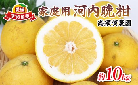 河内晩柑 家庭用 10kg 高須賀農園 先行予約 晩柑 かわちばんかん 和製 グレープフルーツ 果物 フルーツ 柑橘 みかん 蜜柑 農家直送 産地直送 数量限定 国産 愛媛 宇和島 B012-179001