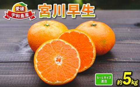 蜜柑 愛媛  宮川早生 5kg コルレオファーム サイズ 不揃い 美味しい 早生 甘い 酸味 温州 うんしゅう 温州みかん mikan 果物 くだもの フルーツ 柑橘 農家直送 産地直送 数量限定 国産 宇和島 B010-145003