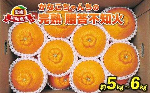 不知火 完熟  5~6kg 愛媛みかん 贈答用 ふるくとファーム 先行予約 かなこちゃんち しらぬい 果物 くだもの フルーツ 柑橘 かんきつ みかん 蜜柑 mikan 愛媛ミカン 愛媛蜜柑 愛媛みかん 農家直送 産地直送 数量限定 国産 愛媛 宇和島 B015-037002