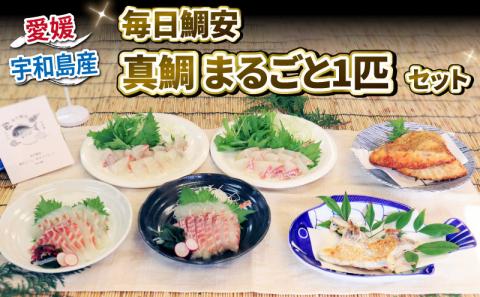 タイ 真鯛 まるごと 一匹 ギフト セット 毎日鯛安 鯛 宇和島プロジェクト タイ マダイ tai 刺身 お刺身 お刺し身 刺し身 しゃぶしゃぶ スライス マダイ カマ ハラミ 唐揚げ しゃぶだし みかん鯛 タイカマ 産地直送 愛媛県産 国産 愛媛 宇和島 D057-071006