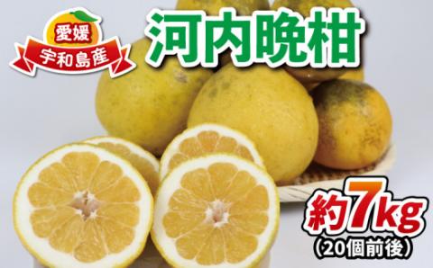 河内晩柑 有機肥料栽培 7kg 20個前後 ほんとのみかん清家農園 先行予約 晩柑 かわちばんかん 和製 グレープフルーツ 果物 くだもの フルーツ 柑橘 みかん 蜜柑 mikan 愛媛ミカン 愛媛蜜柑 愛媛みかん 農家直送 産地直送 数量限定 国産 愛媛 宇和島 B016-040003