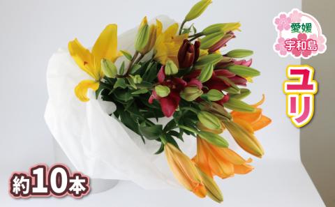花束 ユリ 約10本 LA スカシユリ 百合 古岩園芸 花 花束 生花 切花 切り花 つぼみ 蕾 誕生日 記念日 プレゼント フラワー インテリア 自宅用 大輪花 国産 愛媛 宇和島 F012-049002