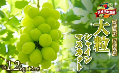 数量限定 大粒 種無し シャインマスカット 1.2kg 2房 若宮農園 甘い マスカット ぶどう 葡萄 産地直送 農家直送 高級 人気 果物 フルーツ 国産 愛媛 宇和島 F016-152001