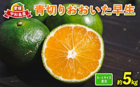 蜜柑 愛媛 極早生 みかん 5kg 先行予約 青切り おおいた 早生 コルレオファーム 先行予約 極早生みかん mikan 温州みかん うんしゅうみかん 温州 うんしゅう 蜜柑 さっぱり 爽やか 甘味 酸味 美味しい 果物 フルーツ 柑橘 農家直送 産地直送 数量限定 国産 宇和島  B010-145002