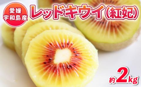 【先行予約】 レッドキウイ 紅妃 2kg 果物 くだもの Shirai.agrifarm フルーツ キウイフルーツ 高級 国産 愛媛 宇和島 F012-115001