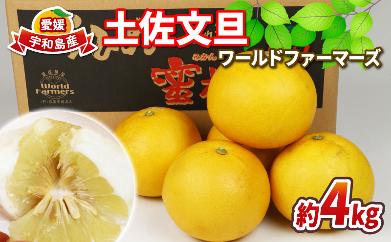 愛媛みかん 土佐文旦 4kg ワールドファーマーズ 先行予約 わけあり 訳あり品 ぶんたん 文旦 分担 果物 くだもの フルーツ 柑橘 蜜柑 みかん mikan ミカン 愛媛みかん  愛媛ミカン 愛媛県産 産地直送 農家直送 数量限定 国産 愛媛 宇和島 B010-024008