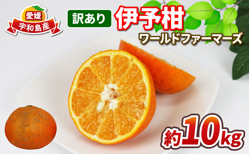 愛媛みかん 訳あり 伊予柑 10kg ワールドファーマーズ わけあり いよかん 愛媛ミカン 愛媛蜜柑 訳ありみかん 訳あり蜜柑 mikan 果物 くだもの フルーツ 柑橘 みかん 蜜柑 数量限定 産地直送 国産 愛媛 宇和島 B010-024022