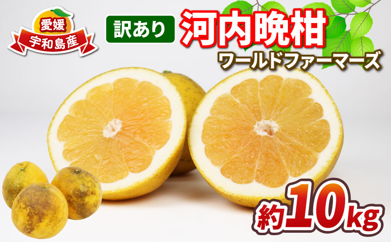 愛媛みかん 訳あり 河内晩柑 10kg ワールドファーマーズ 先行予約 わけあり 愛媛ミカン 愛媛蜜柑 mikan 晩柑 かわちばんかん 和製 グレープフルーツ 果物 フルーツ 柑橘 みかん 蜜柑 産地直送 農家直送 数量限定 国産 愛媛 宇和島 B010-024026