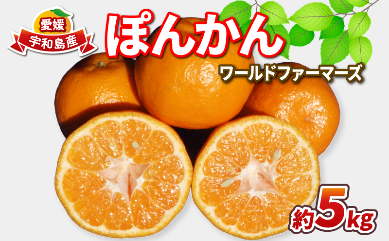 ぽんかん 5kg ワールドファーマーズ 先行予約 ポンカン みかん mikan 愛媛ミカン 愛媛蜜柑 愛媛みかん 果物 くだもの フルーツ 柑橘 甘い ジューシー 果肉 みかん 蜜柑 数量限定 産地直送 農家直送 国産 愛媛 宇和島 B010-024031