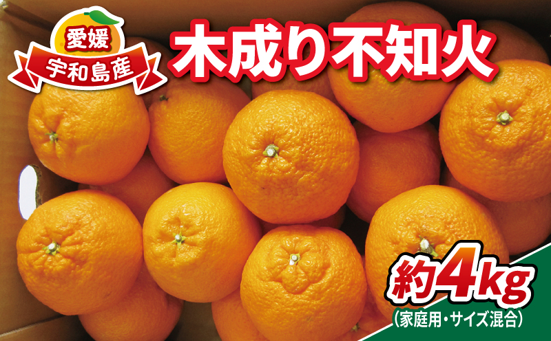 不知火 木成り 4kg サイズ混合 家庭用 南四国ファーム 先行予約 不揃い mikan しらぬい 木成りみかん 高級 品種 果物 くだもの フルーツ 柑橘 みかん 蜜柑 愛媛みかん 愛媛蜜柑 愛媛ミカン 数量限定 産地直送 農家直送 国産 愛媛 宇和島 B010-035005