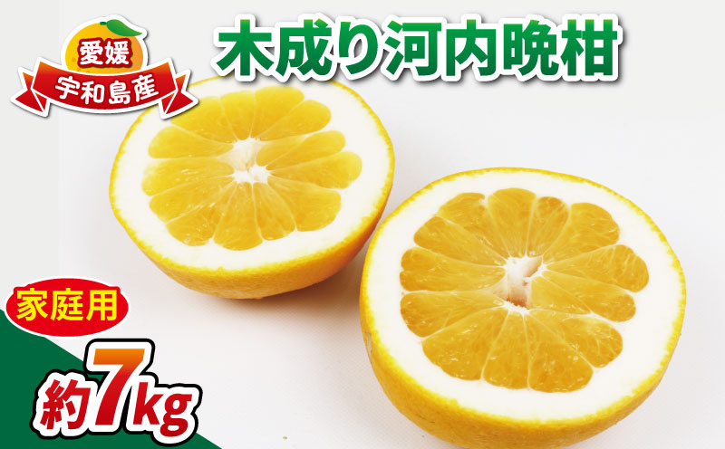 家庭用 愛媛みかん 木成り 河内晩柑 7kg 南四国ファーム 先行予約 晩柑 かわちばんかん 和製 グレープフルーツ 果物 くだもの フルーツ 柑橘 みかん 蜜柑 爽やかみかん 宇和島みかん 吉田みかん 河内晩柑みかん 数量限定 産地直送 国産 愛媛 宇和島 B010-035013