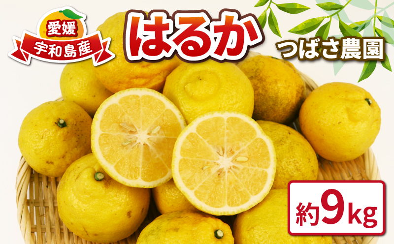 先行予約 はるか 9kg 家庭用 つばさ農園 B010-048002