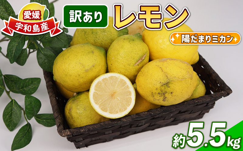 訳あり レモン 5.5㎏  不揃い 陽だまりミカン わけあり 檸檬 れもん レモン果汁 酸味 高級 果物 くだもの 愛媛県産 訳アリ 訳あり品 訳有り ビタミン 健康 フルーツ 柑橘 みかん 蜜柑 産地直送 数量限定 国産 愛媛 宇和島 B010-050008