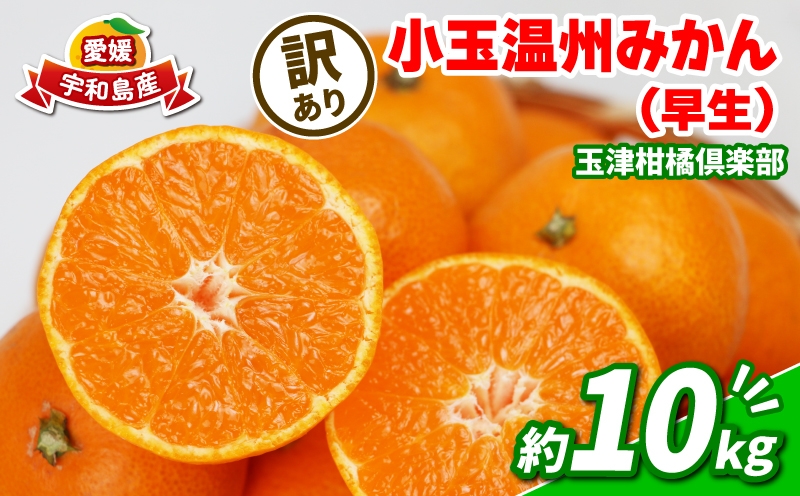 みかん 訳あり 小玉 温州みかん 早生 10kg 玉津柑橘倶楽部 早生温州 温州 みかん 早生みかん 小玉みかん 甘い 果物 くだもの フルーツ 柑橘 mikan 蜜柑 愛媛蜜柑 愛媛みかん わけあり サイズ 不揃い 産地直送 数量限定 国産 愛媛 宇和島 B010-072030