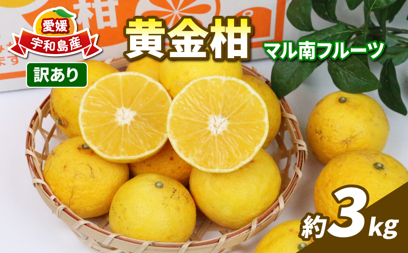 【訳あり】 黄金柑 3kg マル南フルーツ 先行予約 おうごんかん みかん B010-106010