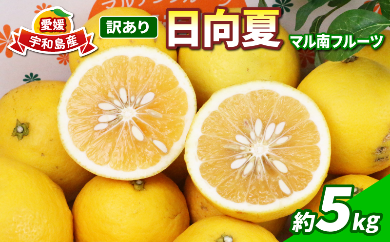 訳あり 日向夏 みかん 5kg マル南フルーツ 先行予約 不揃い サイズ混合 わけあり 果物 くだもの フルーツ 柑橘 みかん 蜜柑 数量限定 先行予約 産地直送 国産 愛媛 宇和島 B010-106013