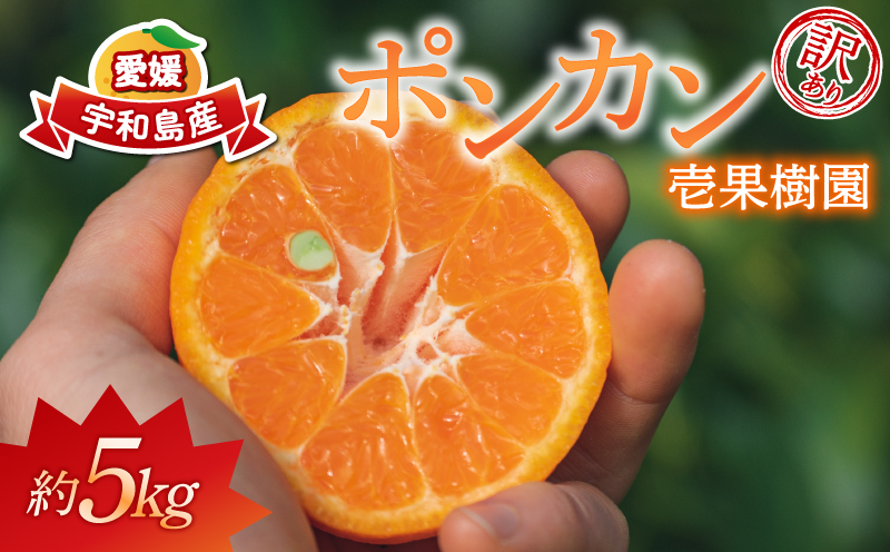 訳あり ポンカン 5kg 壱果樹園 わけあり 今津ポンカン ぽんかん 果物 くだもの フルーツ 柑橘 蜜柑 産地直送 数量限定 国産 愛媛 宇和島 B010-141004