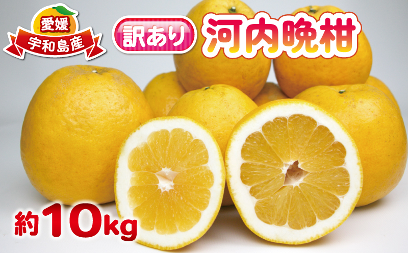 【訳あり】 河内晩柑 10kg 杉本屋 先行予約 愛媛 みかん 果物 くだもの 蜜柑 フルーツ mikan B010-143001