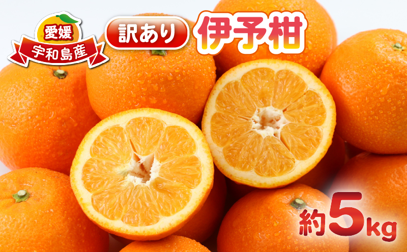 愛媛みかん 訳あり 伊予柑 5kg 杉本屋 わけあり 先行予約 予約受付 いよかん イヨカン 蜜柑 mikan 愛媛みかん 愛媛蜜柑 愛媛ミカン 柑橘 果物 くだもの 愛媛県産 ミカン 宇和島みかん フルーツ 数量限定 産地直送 数量限定 国産 愛媛 宇和島 B010-143006