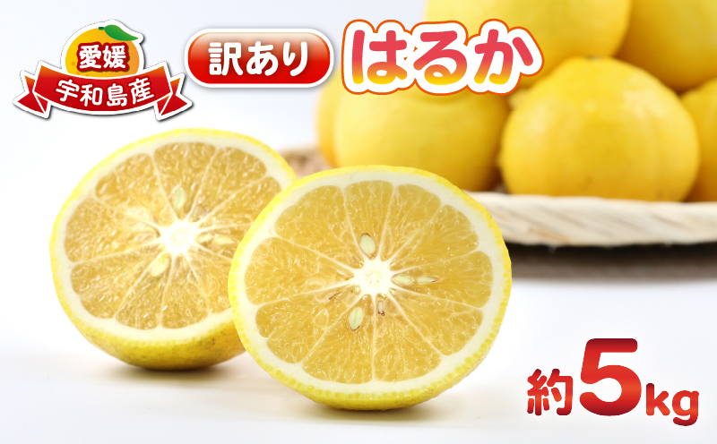 はるか 訳ありみかん 訳あり はるか 5kg 杉本屋 先行予約 わけあり 訳あり 訳あり品 果物 くだもの フルーツ 柑橘 蜜柑 みかん mikan グルメ お取り寄せ デザート ビタミン 愛媛県産 愛媛みかん 愛媛ミカン 産地直送 数量限定 国産 愛媛 宇和島 B010-143008