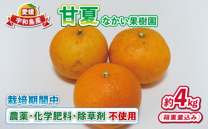 愛媛みかん 甘夏 4kg 栽培期間中 農薬 化学肥料 除草剤  不使用 なかい果樹園 あまなつ 夏みかん 果物 くだもの フルーツ 柑橘 みかん 蜜柑 mikan 愛媛ミカン 愛媛蜜柑 数量限定 産地直送 農家直送 国産 愛媛 宇和島 B010-144003