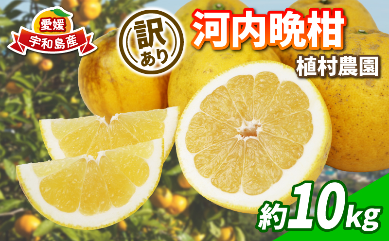 訳あり 河内晩柑 10kg 植村農園 晩柑 かわちばんかん 和製 グレープフルーツ 訳アリ 訳あり品 愛媛みかん 愛媛蜜柑 愛媛県産みかん 蜜柑 みかん mikan 爽やか さっぱり フレッシュ 果物 くだもの フルーツ 柑橘 数量限定 産地直送 国産 愛媛 宇和島 B010-153007