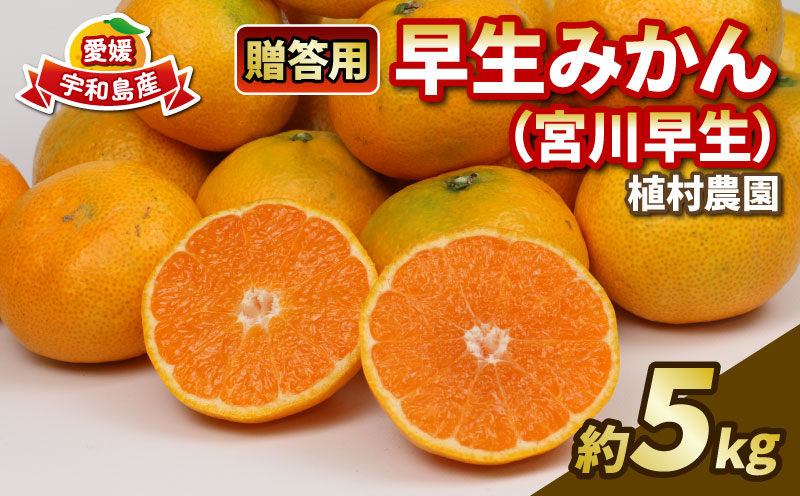 贈答用 早生みかん 宮川早生 5kg 植村農園 早生 わせ  贈答 ギフト プレゼント 果物 フルーツ 柑橘 みかん 蜜柑 産地直送 農家直送 数量限定 国産 愛媛 宇和島 B010-153008