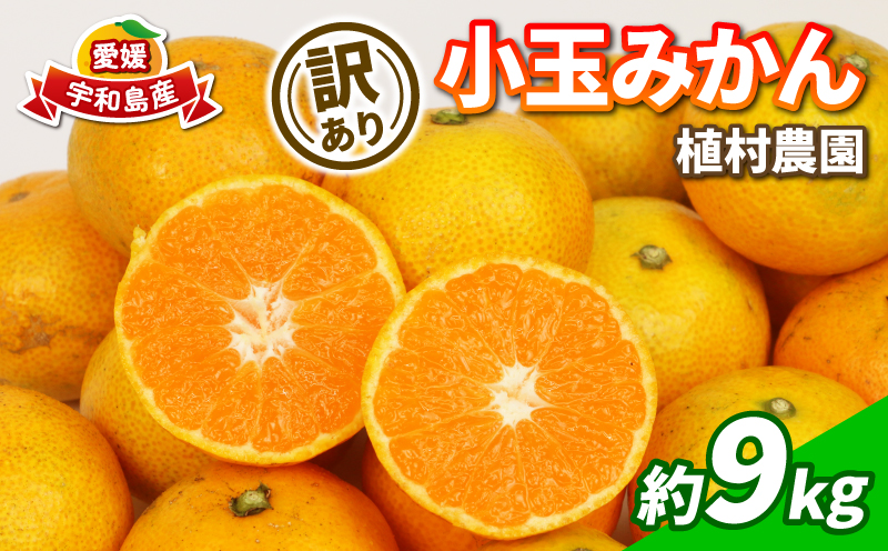 訳あり 小玉 みかん 9kg 2S ～ 3S サイズ 不揃い 植村農園 早生 南柑20号 早生温州 早生みかん 温州みかん わせ 果物 くだもの フルーツ 柑橘 蜜柑 みかん mikan 農家直送 産地直送 数量限定 国産 愛媛 宇和島 B010-153010