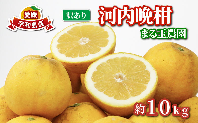 【訳あり】 河内晩柑 10kg まる玉農園 先行予約 愛媛みかん 蜜柑 果物 フルーツ mikan B010-172003