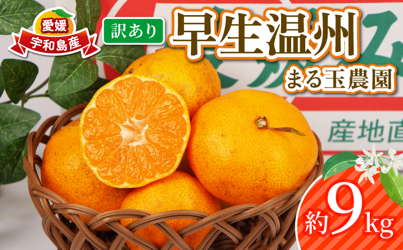 訳あり 早生温州 9kg まる玉農園 早生 みかん 温州みかん 早生みかん 温州 蜜柑 mikan 愛媛みかん 愛媛蜜柑 愛媛ミカン 果物 くだもの フルーツ おすすめ 人気のみかん 訳アリ 訳あり品 訳有り わけあり 柑橘 農家直送 産地直送 数量限定 先行予約 国産 愛媛 宇和島 B010-172004