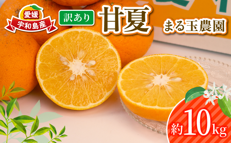 愛媛みかん 訳あり 甘夏 10kg まる玉農園 先行予約 わけあり 夏みかん 甘夏柑 あまなつ 愛媛ミカン 愛媛蜜柑 訳ありみかん 訳あり蜜柑 mikan 果物 くだもの フルーツ 柑橘 みかん 蜜柑 数量限定 産地直送 国産 愛媛 宇和島 B010-172005