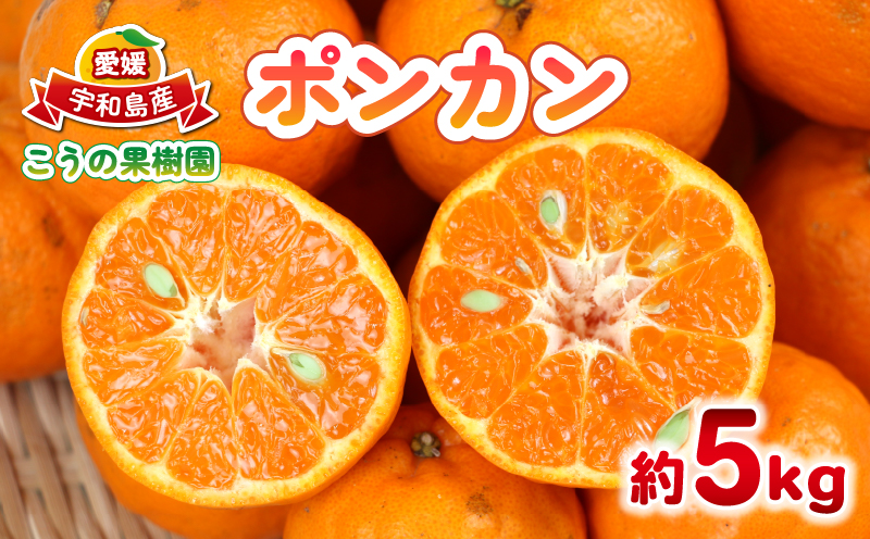 ポンカン 5kg こうの果樹園 愛媛みかん 愛媛蜜柑 愛媛ミカン 蜜柑 みかん mikan 先行予約 果物 くだもの フルーツ 柑橘 濃厚 甘い 甘味 産地直送 農家直送 数量限定 国産 愛媛 宇和島 B010-182005