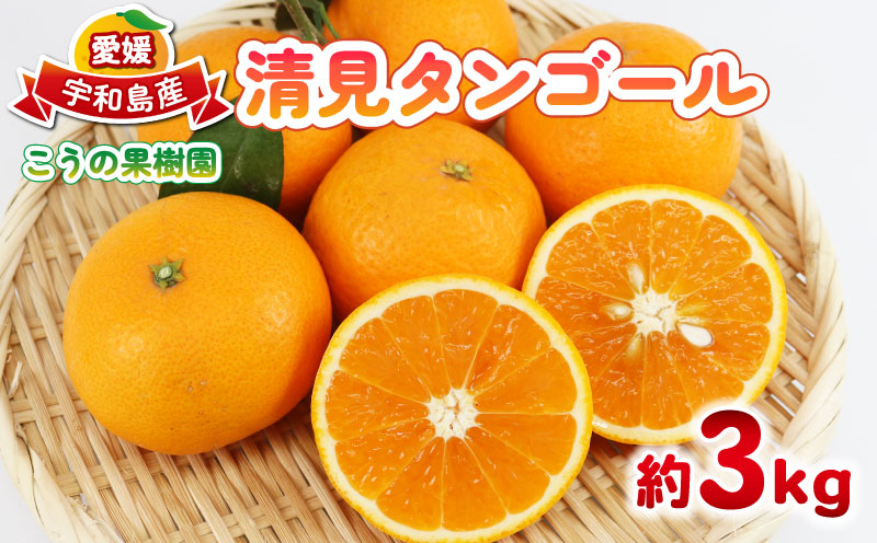 愛媛みかん 清見タンゴール 3kg こうの果樹園 タンゴール オレンジ きよみ 清見オレンジ 清見みかん 清見蜜柑 清見 愛媛ミカン 愛媛蜜柑 蜜柑 みかん mikan 果物 くだもの フルーツ 柑橘 数量限定 国産 愛媛 宇和島 B010-182007