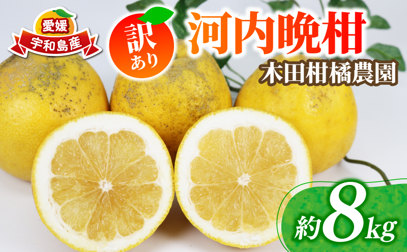訳あり 河内晩柑 約 8kg 木田柑橘農園 晩柑 かわちばんかん 和製 グレープフルーツ 訳アリ 訳あり品 愛媛みかん 愛媛蜜柑 愛媛県産みかん 蜜柑 みかん mikan 爽やか さっぱり フレッシュ 果物 くだもの フルーツ 柑橘 数量限定 産地直送 国産 愛媛 宇和島 B010-185007