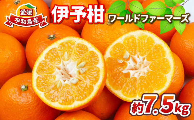 みかん 伊予柑 7.5kg ワールドファーマーズ 先行予約 いよかん 蜜柑 mikan 愛媛みかん 愛媛蜜柑 愛媛ミカン 柑橘 果物 くだもの 愛媛県産 ミカン 宇和島みかん 吉田みかん フルーツ 数量限定 産地直送 農家直送 数量限定 国産 愛媛 宇和島 B012-024006