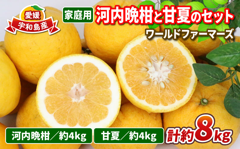 河内晩柑 4kg 甘夏 4kg 詰め合わせ セット ワールドファーマーズ 雑柑 晩柑 かわちばんかん 和製 グレープフルーツ あまなつ 食べ比べ 果物 くだもの フルーツ 柑橘 みかん 蜜柑 mikan 数量限定 産地直送 農家直送 国産 愛媛 宇和島 B012-024009