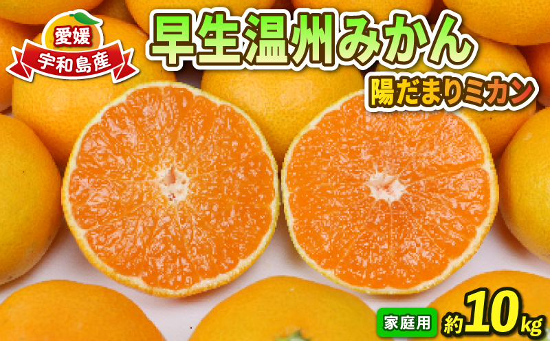 早生 みかん 10kg 家庭用 陽だまりミカン 早生温州 早生みかん 温州みかん 果物 くだもの フルーツ 柑橘 蜜柑 みかん mikan 農家直送 産地直送 数量限定 国産 愛媛 宇和島 B012-050001