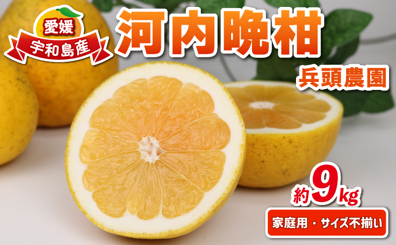 河内晩柑 9kg 愛媛みかん 兵頭農園 先行予約 家庭用 晩柑 かわちばんかん 和製 グレープフルーツ 愛媛蜜柑 果物 くだもの フルーツ 柑橘 みかん 蜜柑 mikan 産地直送 農家直送 数量限定 国産 愛媛 宇和島 B012-055009